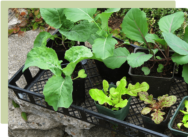 May Garden Guide