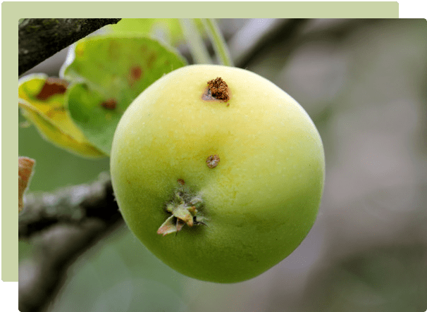 Minimising garden pests & diseases in Autumn