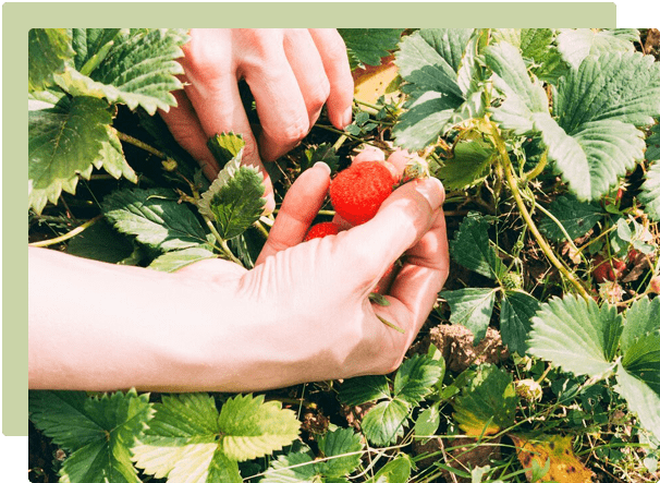 November Garden Guide