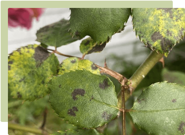 Pest and disease control in the garden