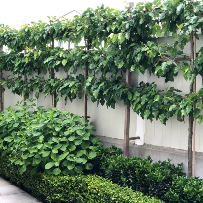 Structure in the Garden