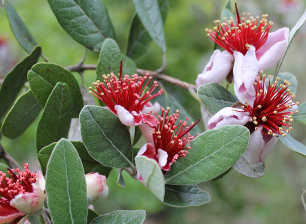 Subtropical Fruit