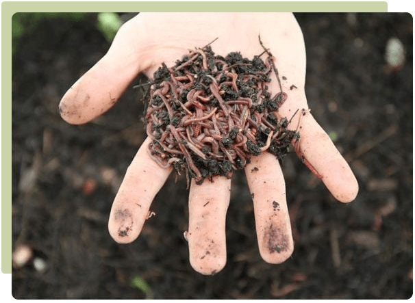 Tiger Worms: why & how to start a worm farm