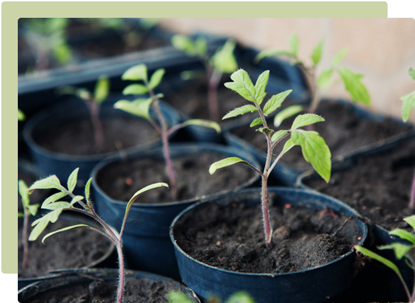 Tips for planning out your harvest