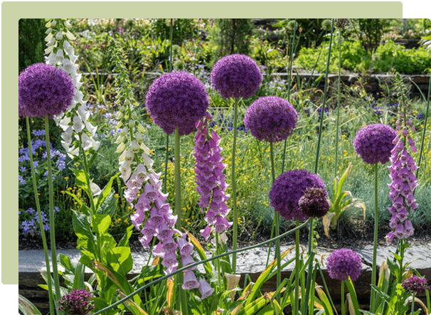 Tips & tricks for spring bulb success
