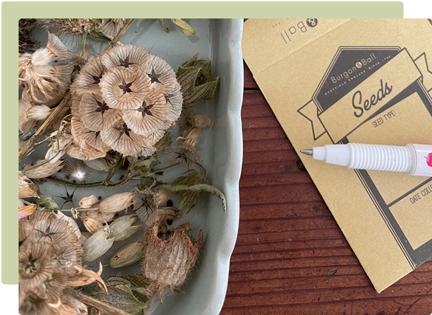What to do in the autumn flower garden