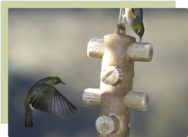 Which Wild Bird Feeder? Attracting birds to your garden