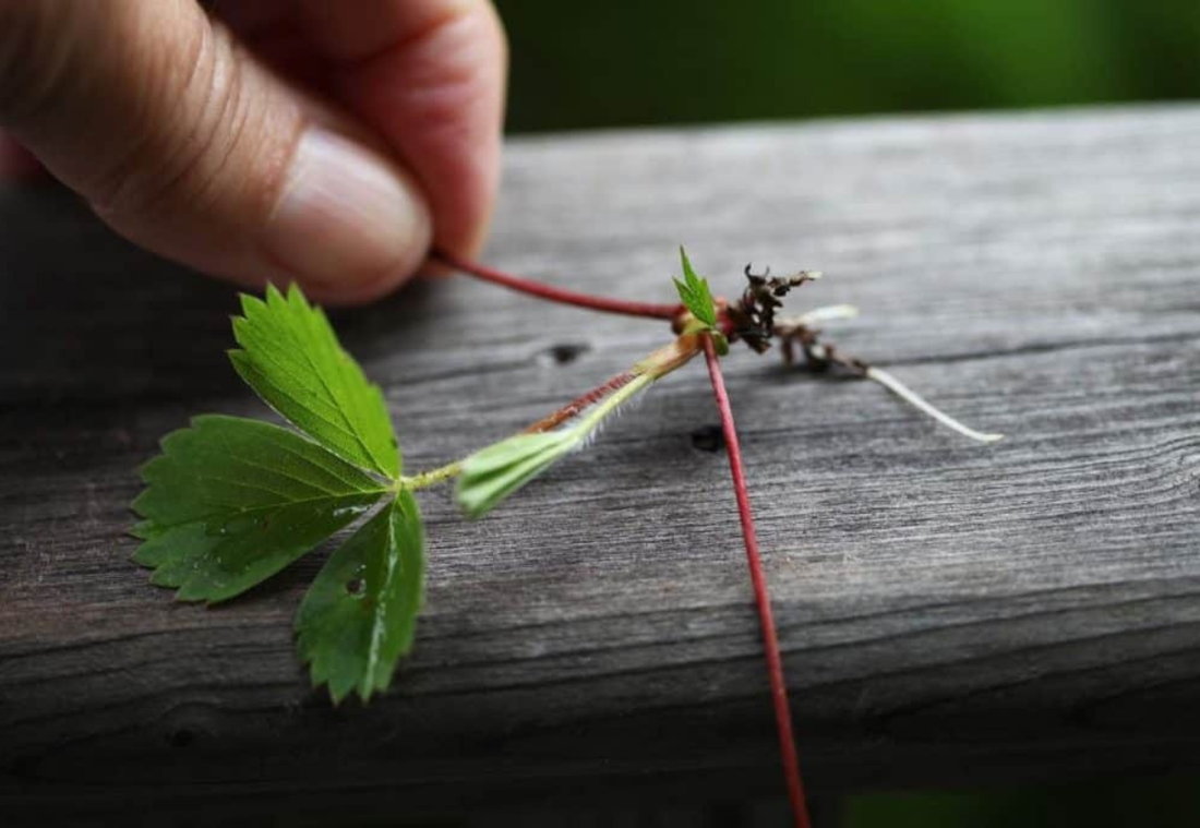 Winter strawberry guide | Growing & propagating your patch