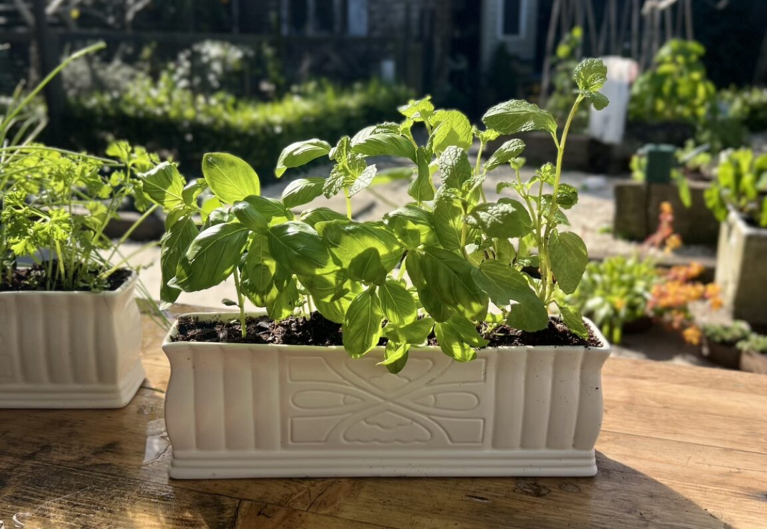 Wintering Well | Growing flowers, herbs & bulbs indoors during winter