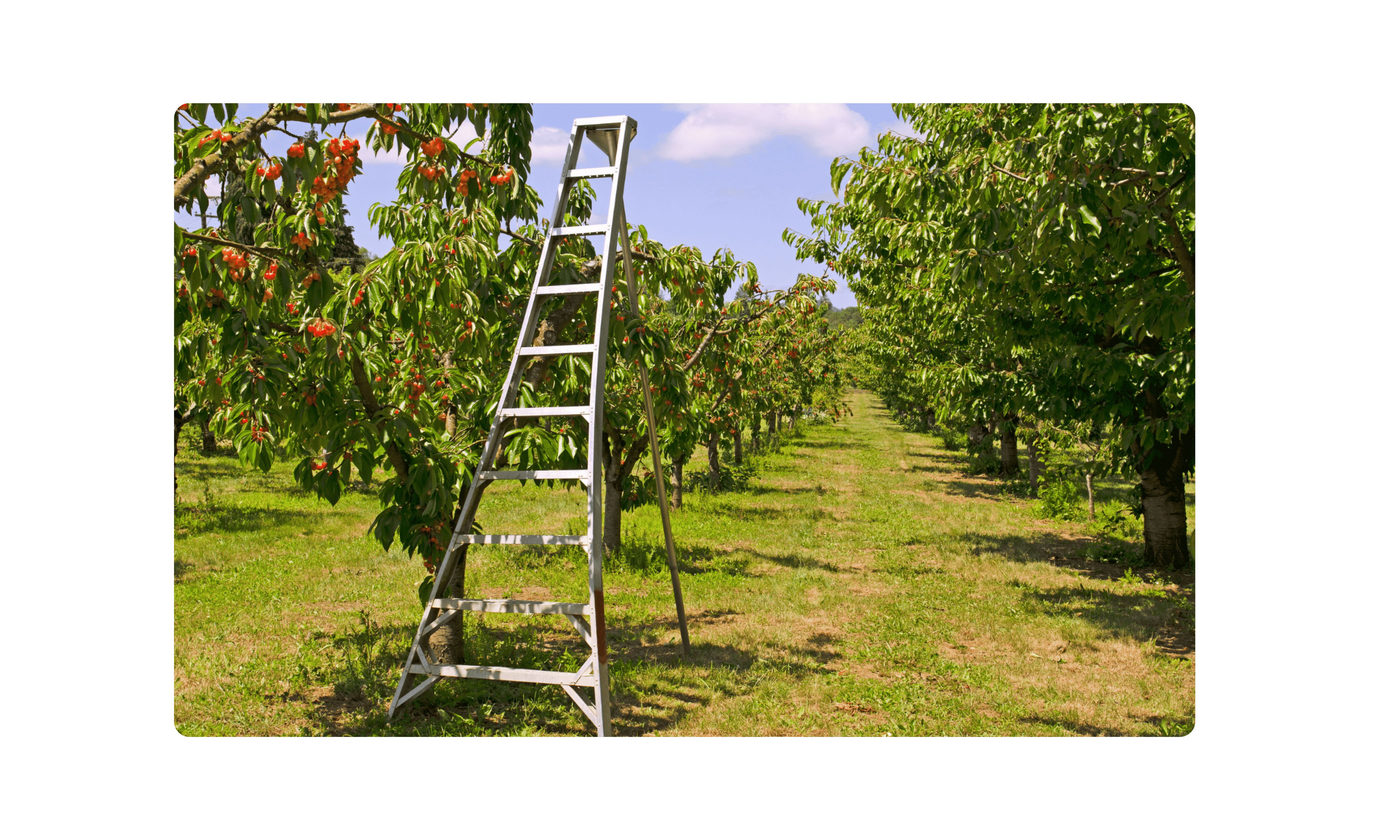 Orchard Ladders