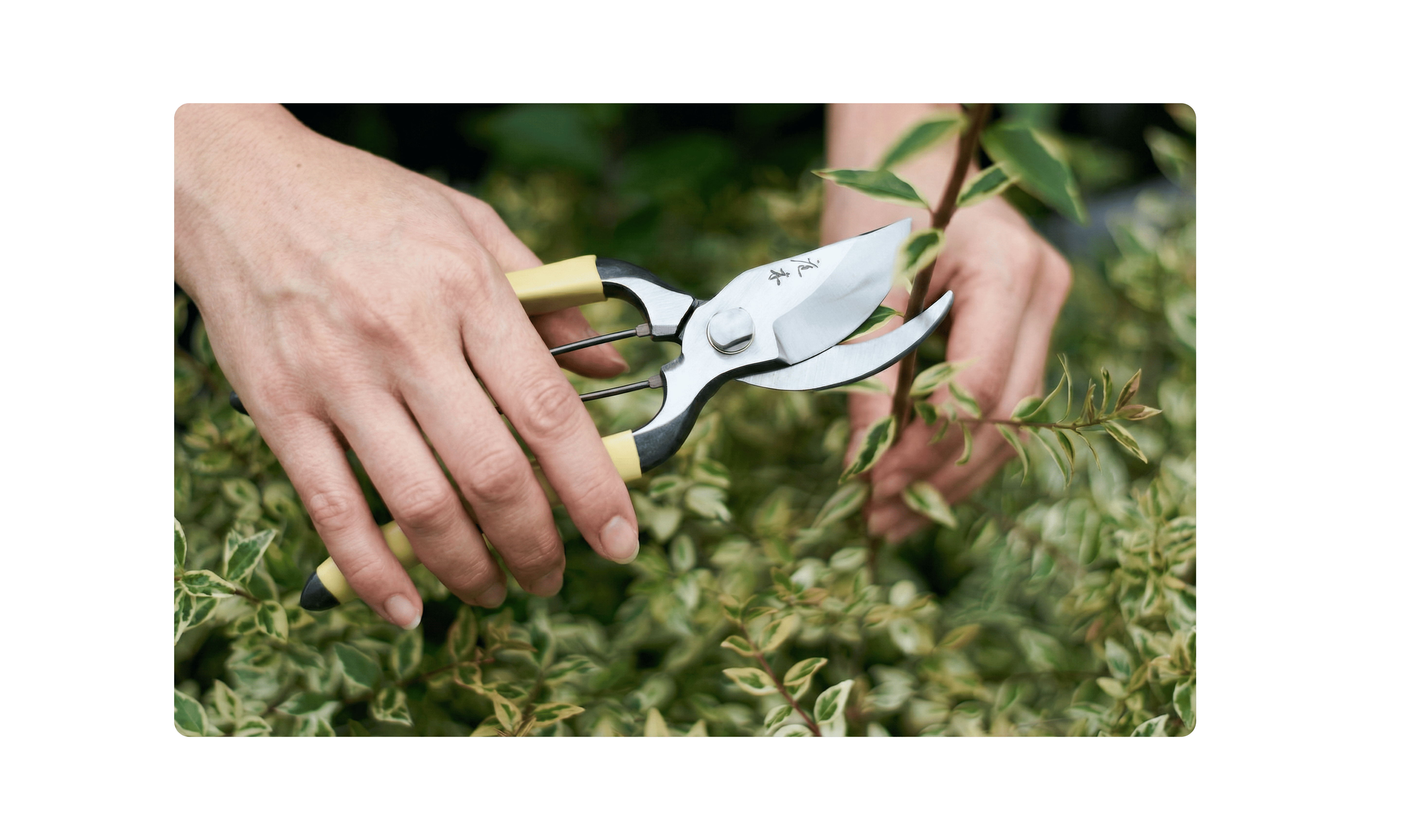 Pruning & Trimming