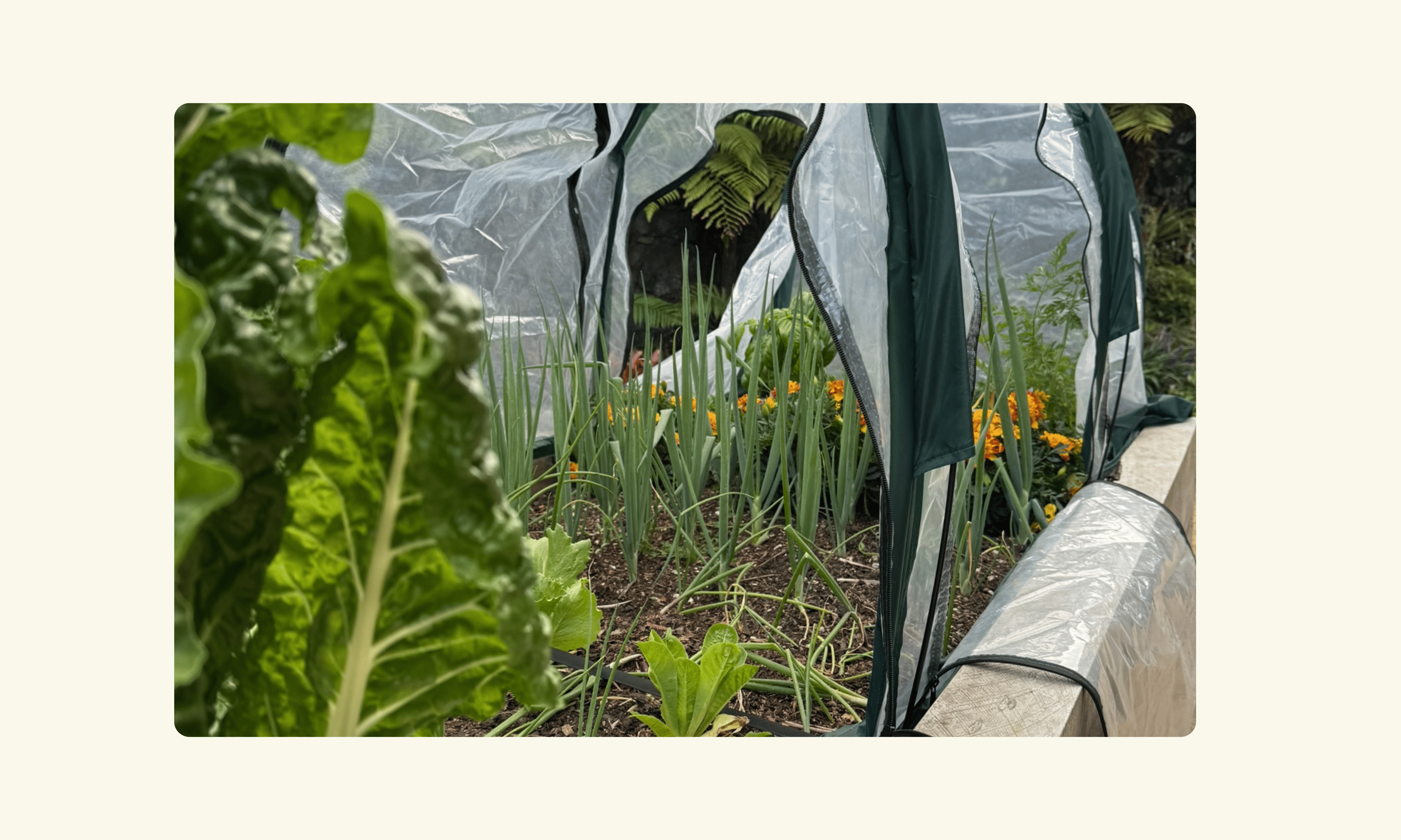Poly Tunnels & Cloches
