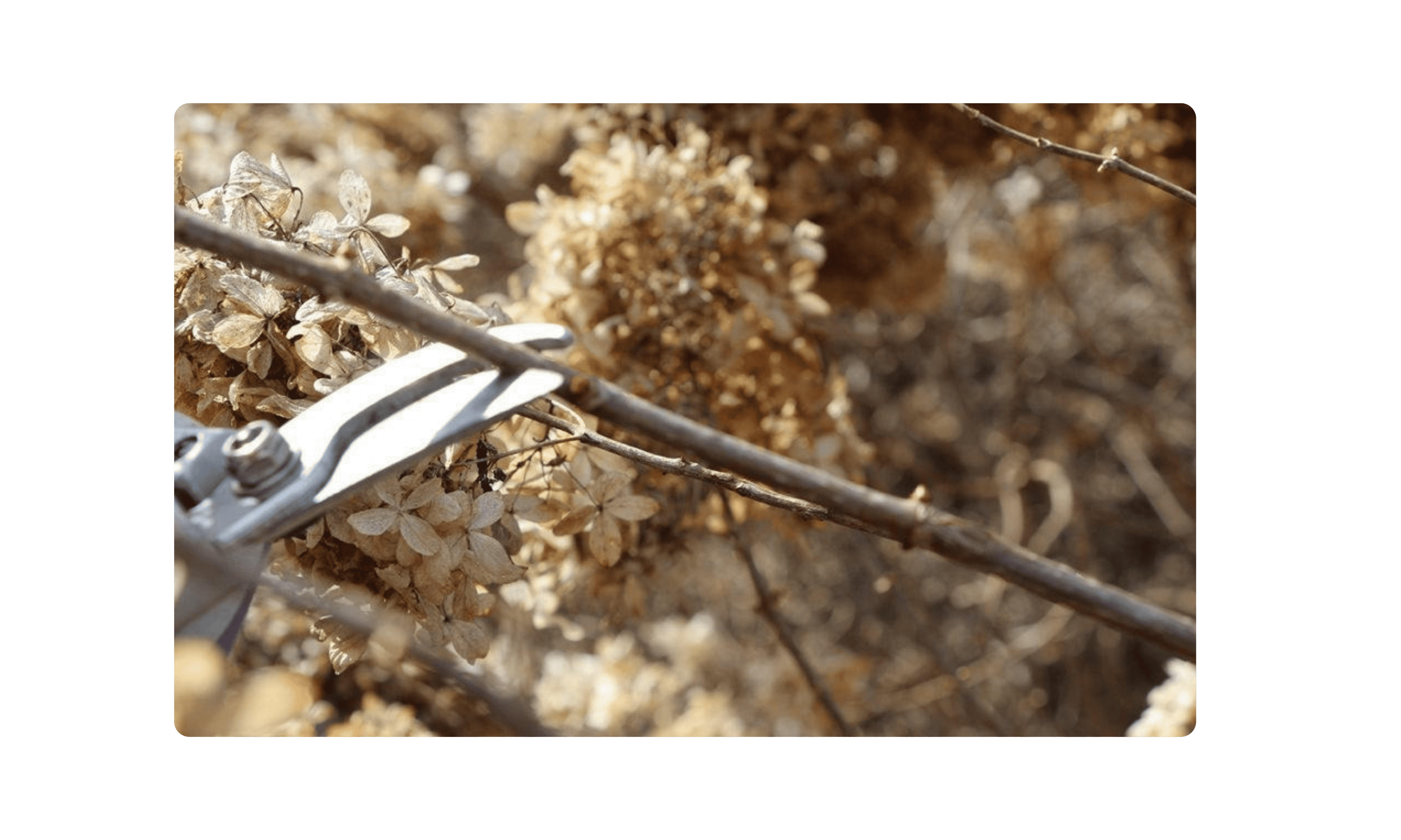 Secateurs & Pruning Shears