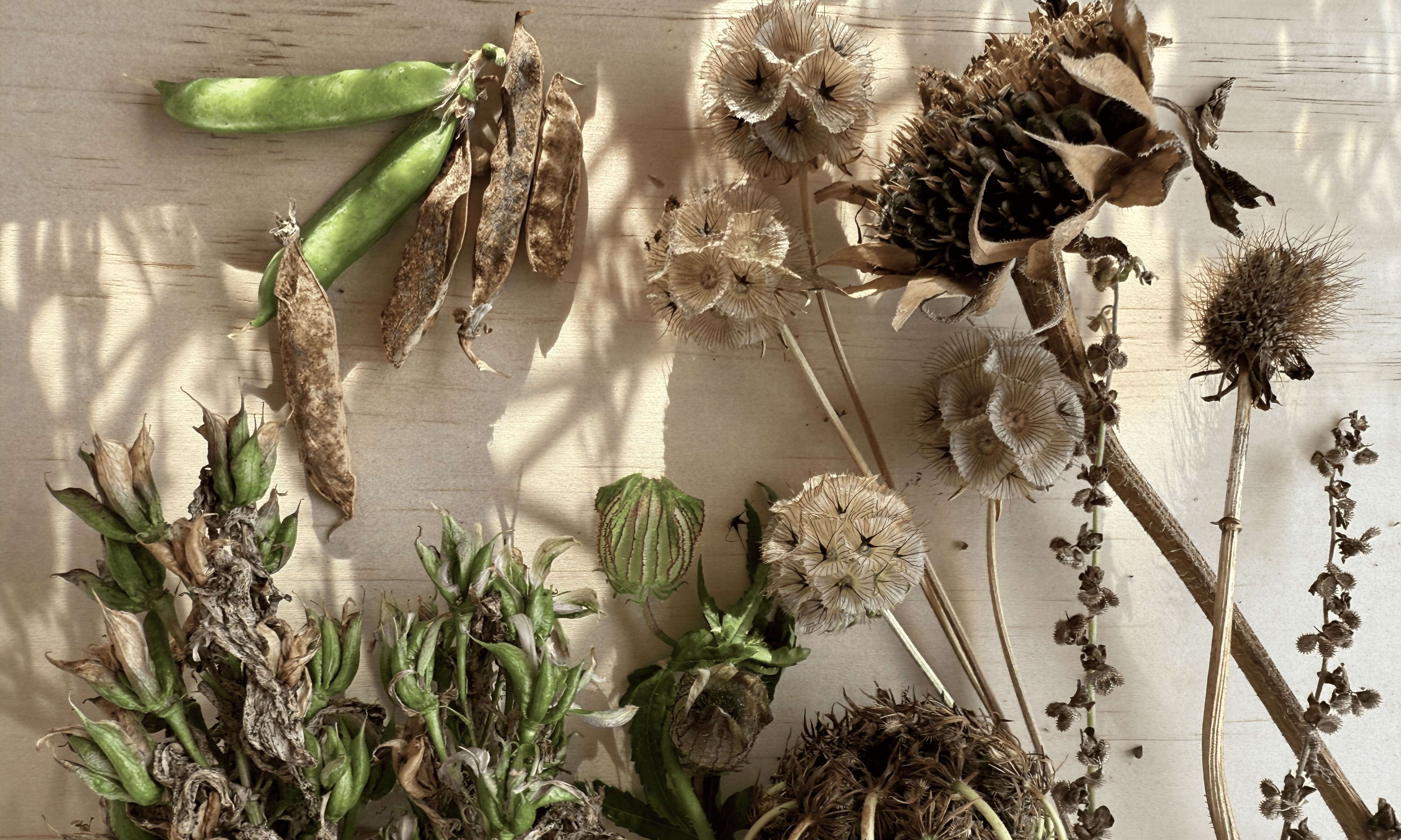 Spring Seedlings