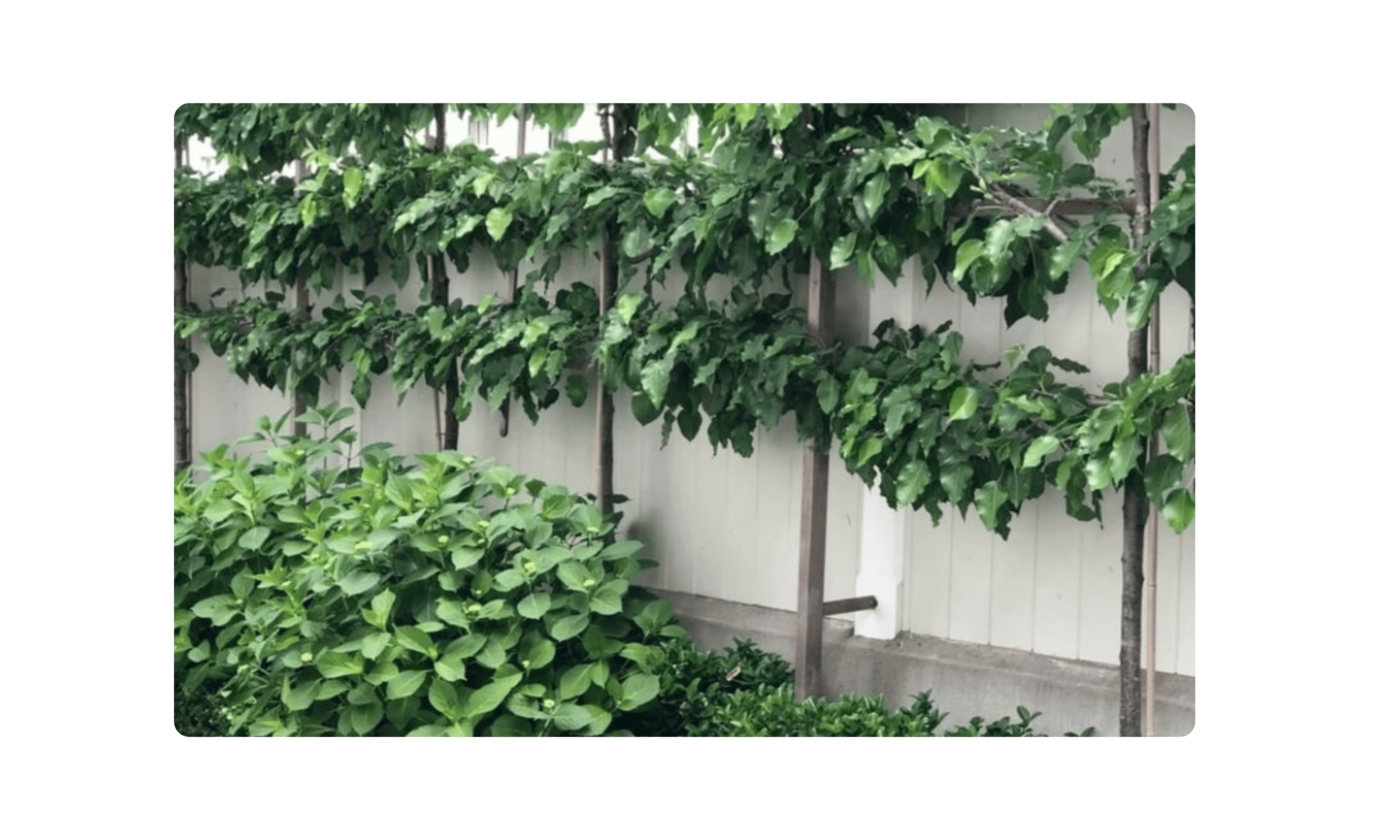 Plant Supports & Ties