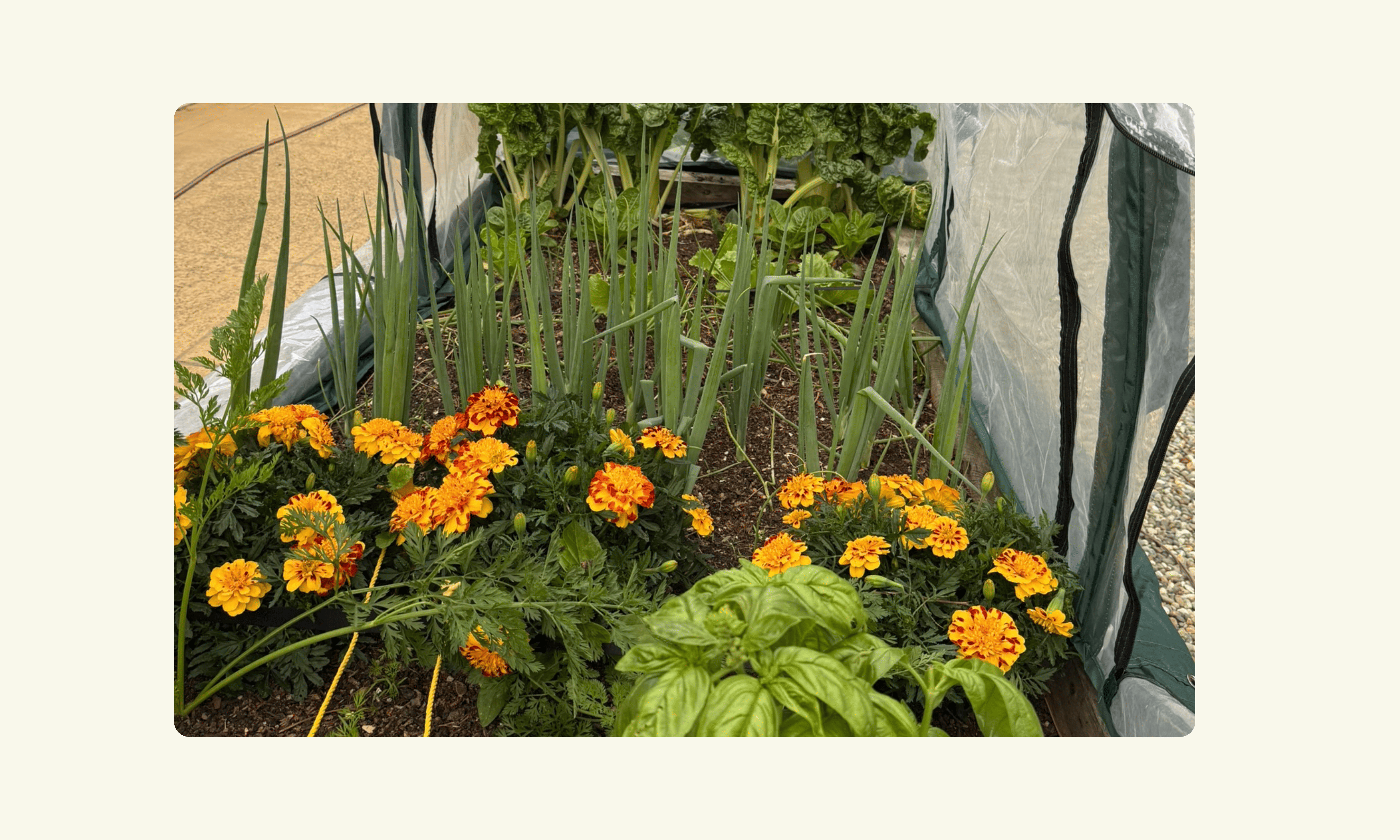 Tunnels & Cloches