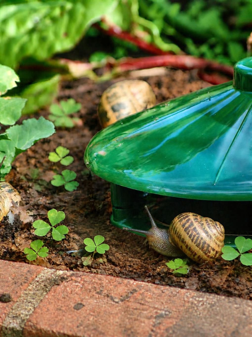 easyTRAP Slug & Snail Trap
