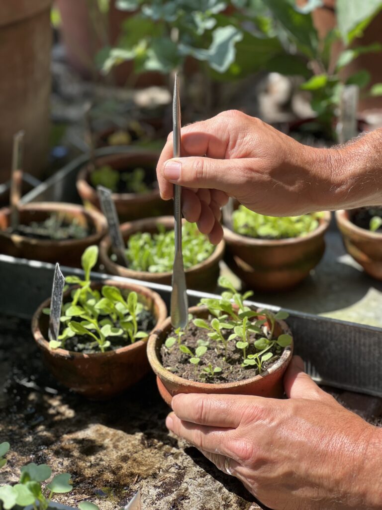 Sneeboer Seedling Pricker in use