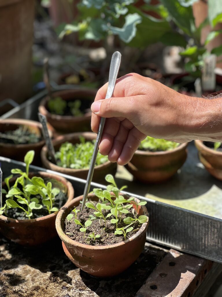 Sneeboer Seedling Pricker spoon end detail