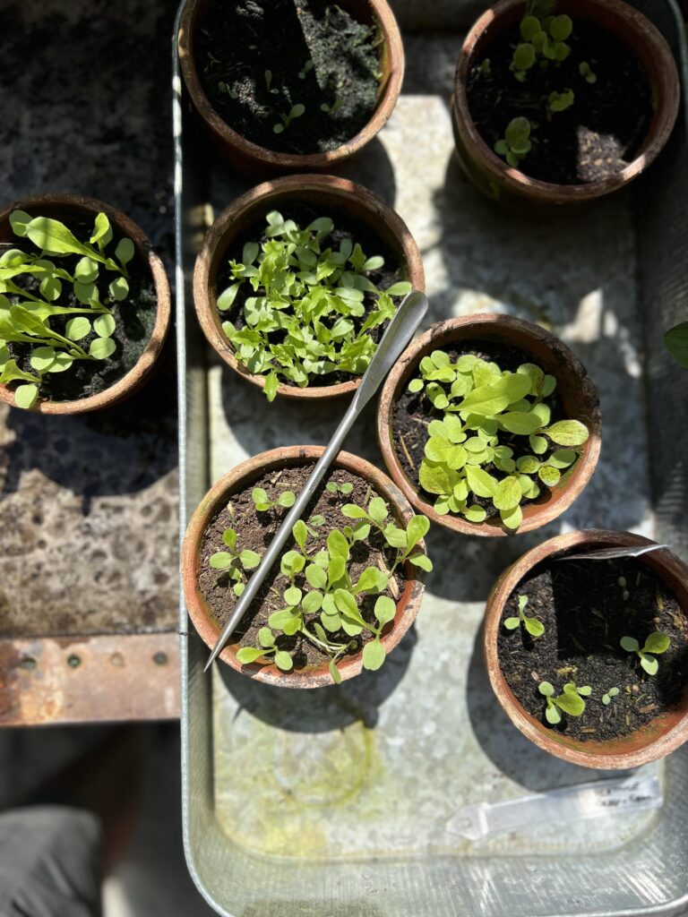 Sneeboer Seedling Pricker lifting a seedling from a tray