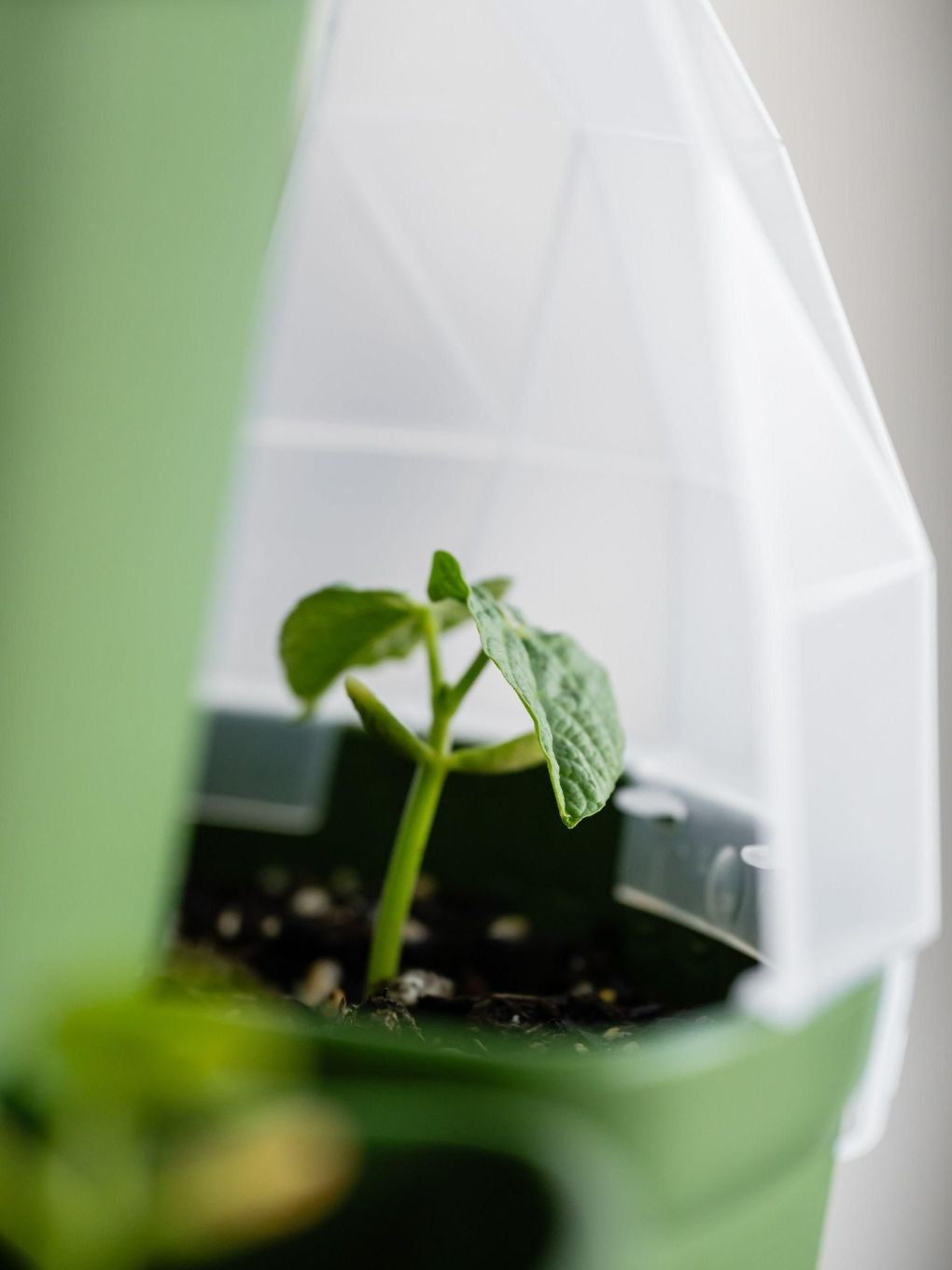 Seed House - Set of 6