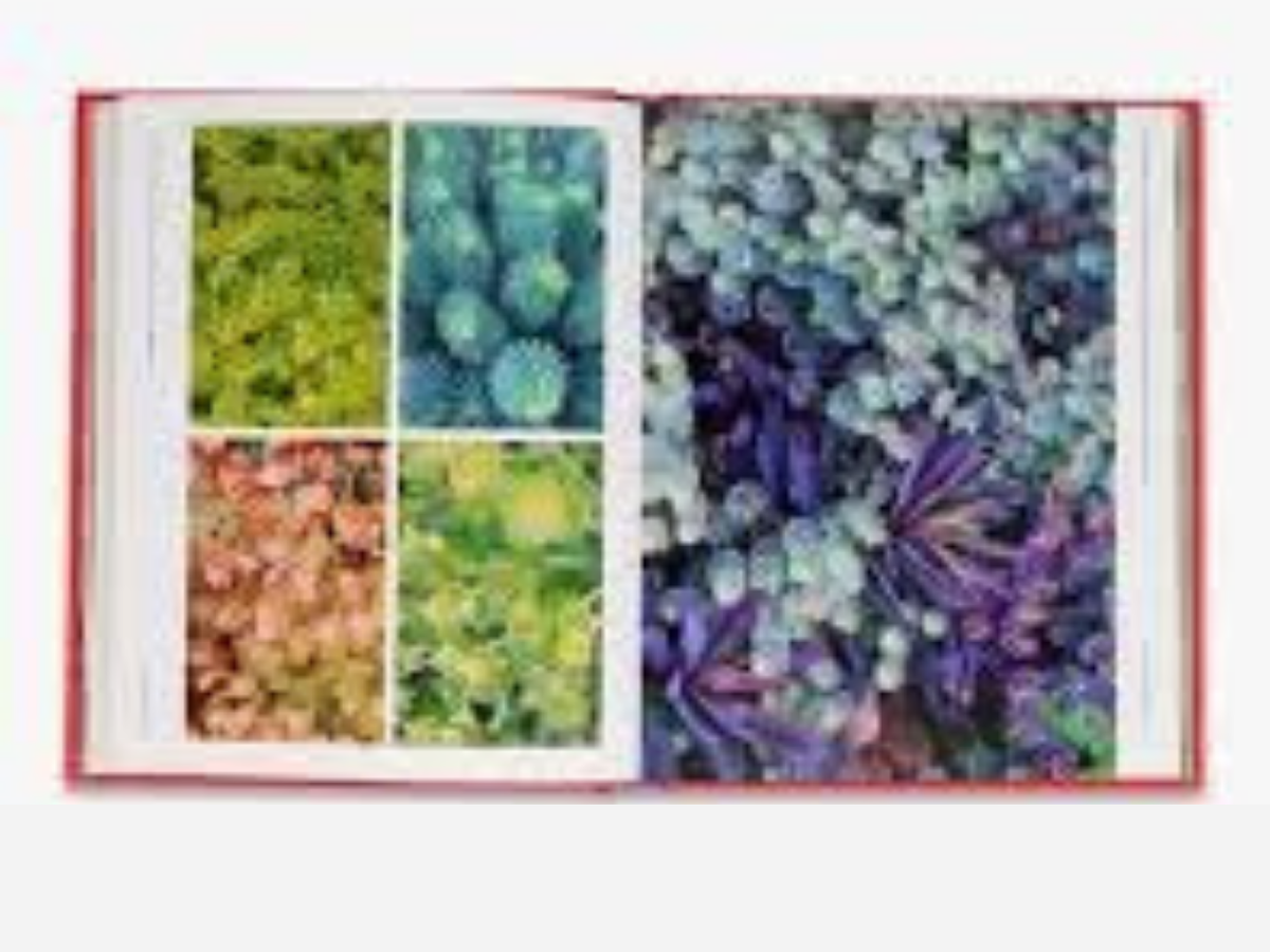 Super Bloom Handbook - Jac Semmler