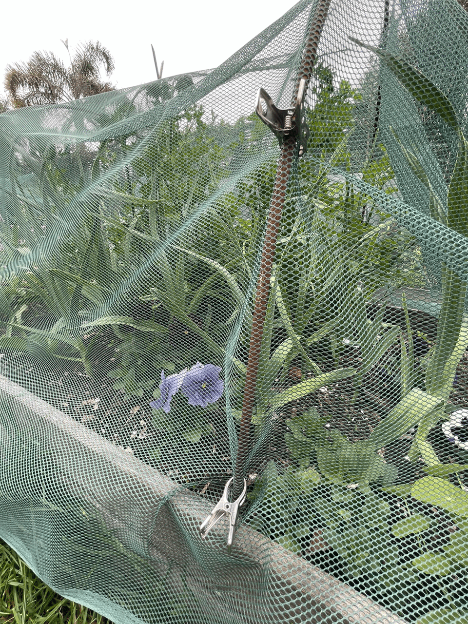 Bugg insect netting in 1m and 2m widths, lightweight mesh fabric for pest protection in gardens and outdoor spaces.