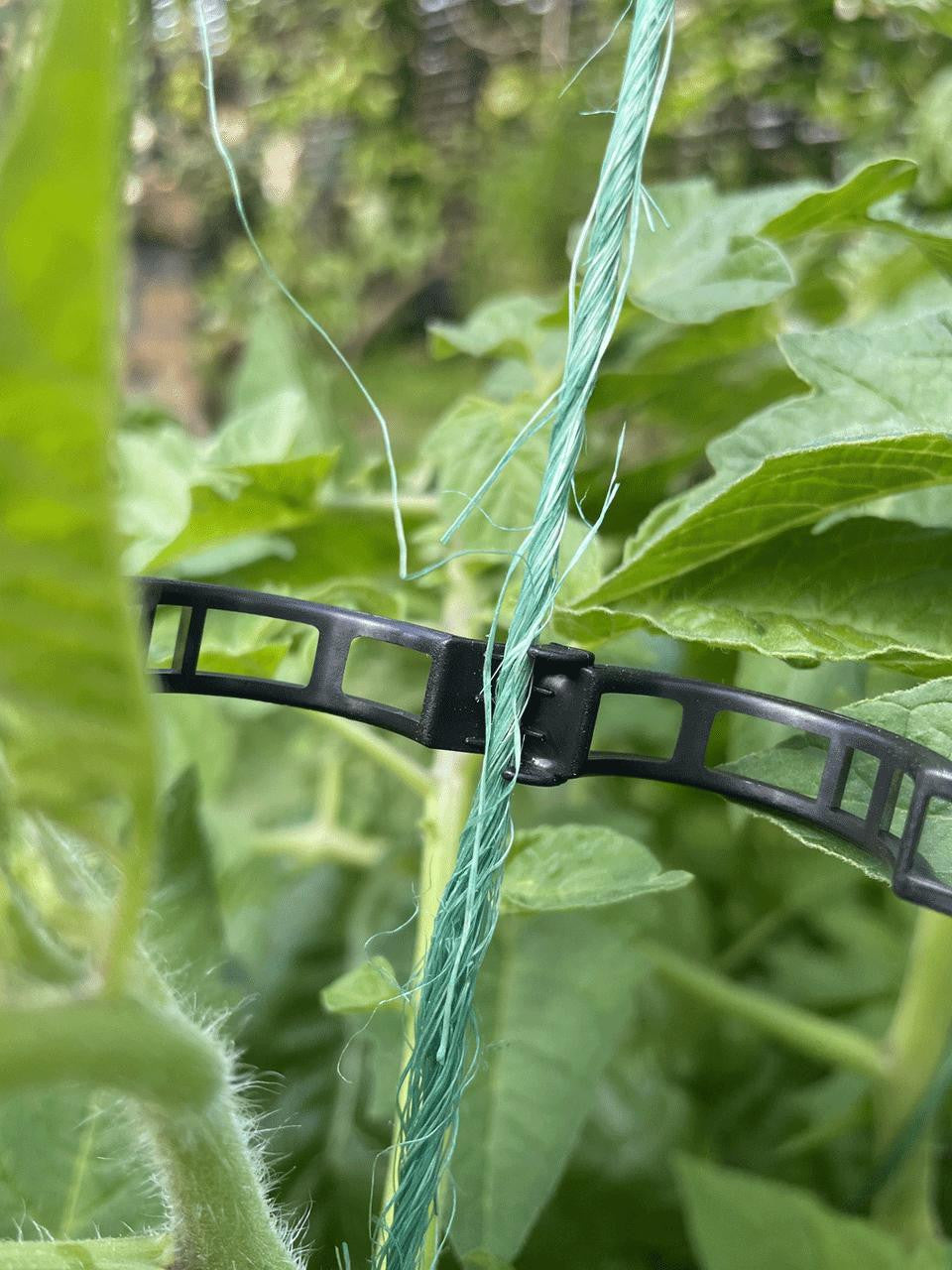 Bugg Tomato Stem Clip, set of 25, designed for supporting and securing tomato plant stems in gardening.