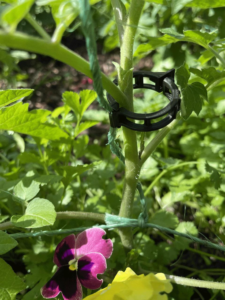 Bugg Tomato Stem Clip, set of 25, sturdy plastic clips for securing tomato plant stems in gardening and farming.