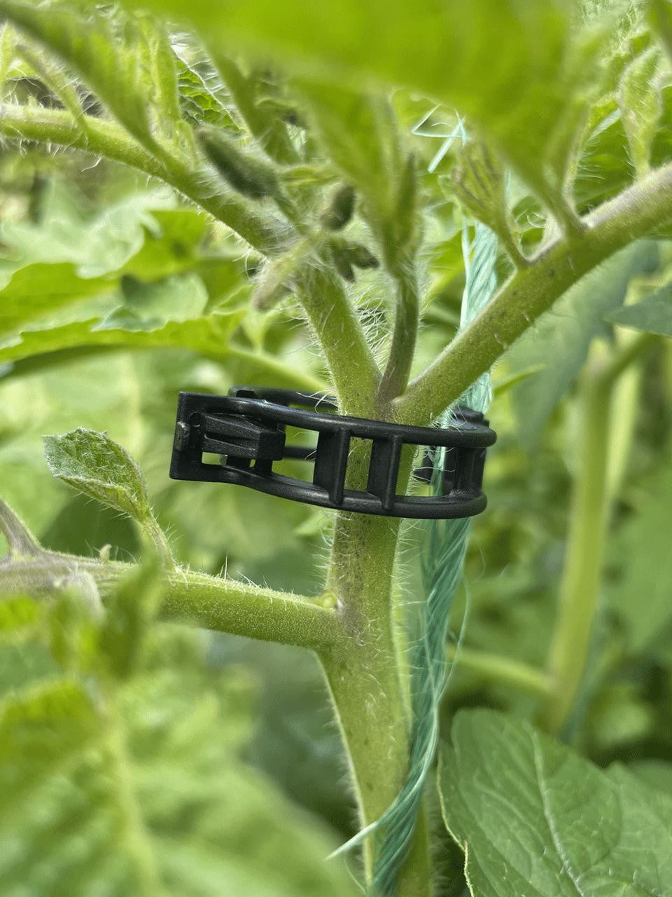 Bugg Tomato Stem Clip, set of 25, durable plastic clips for supporting tomato plant stems in gardening.