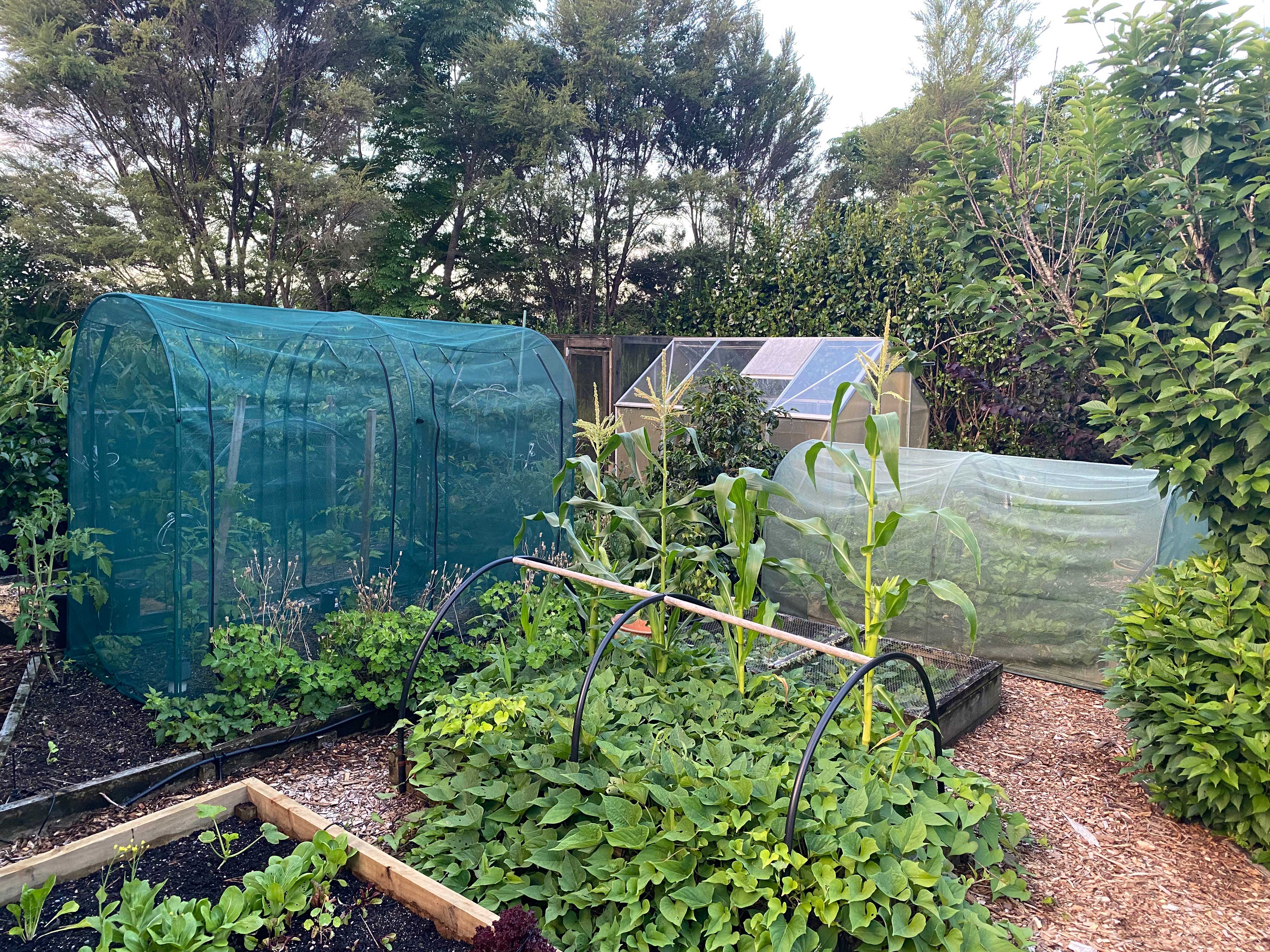 Bugg net tunnel with four openings, measuring 2.5m x 1.25m x 1.85m, showing the mesh structure and entry points.