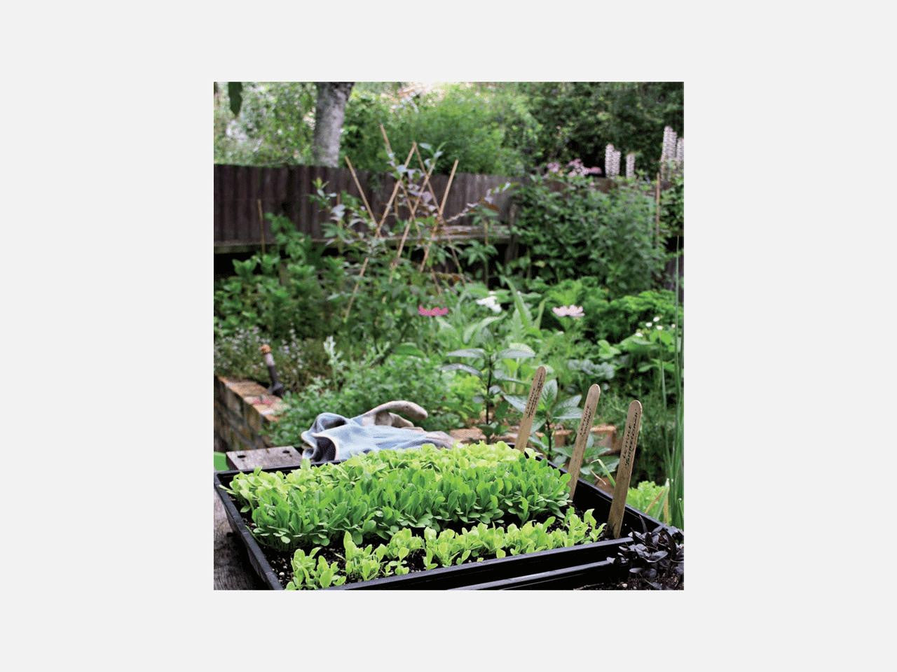 Organic vegetable gardening book by Xanthe White from Bugg NZ, cover image showing lush vegetables and gardening tools.
