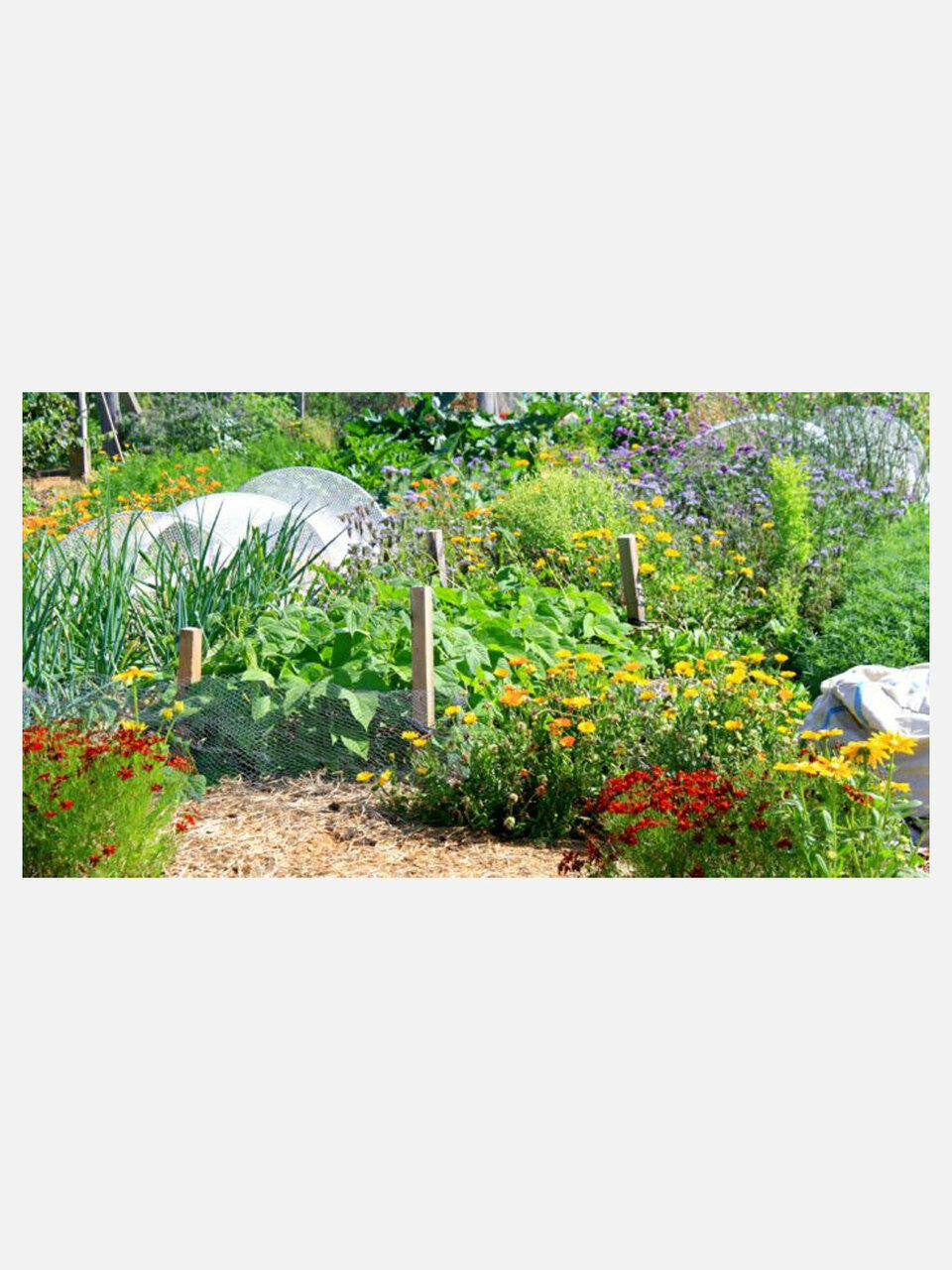 The Edible Backyard - Kath Irvine