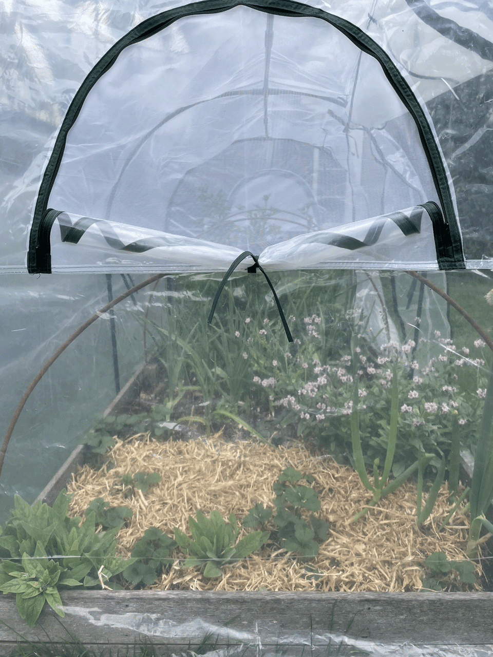 Bugg poly tunnel measuring 2.5m by 1.25m by 1.25m, with a transparent plastic cover for protecting plants and seedlings.