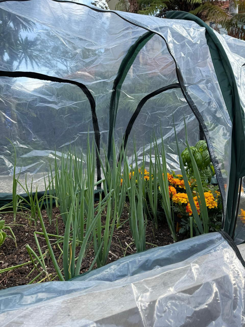 Bugg poly tunnel with four openings, measuring 2.5m x 1m x 1m, showing the sturdy frame and transparent poly cover.