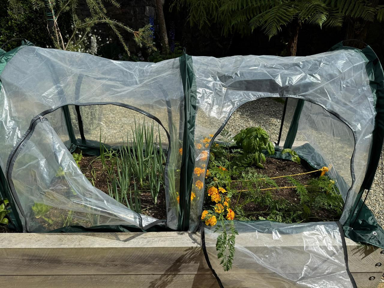 Bugg poly tunnel with four openings, measuring 2.5m x 1m x 1m, shown in a garden setting with transparent plastic covering.