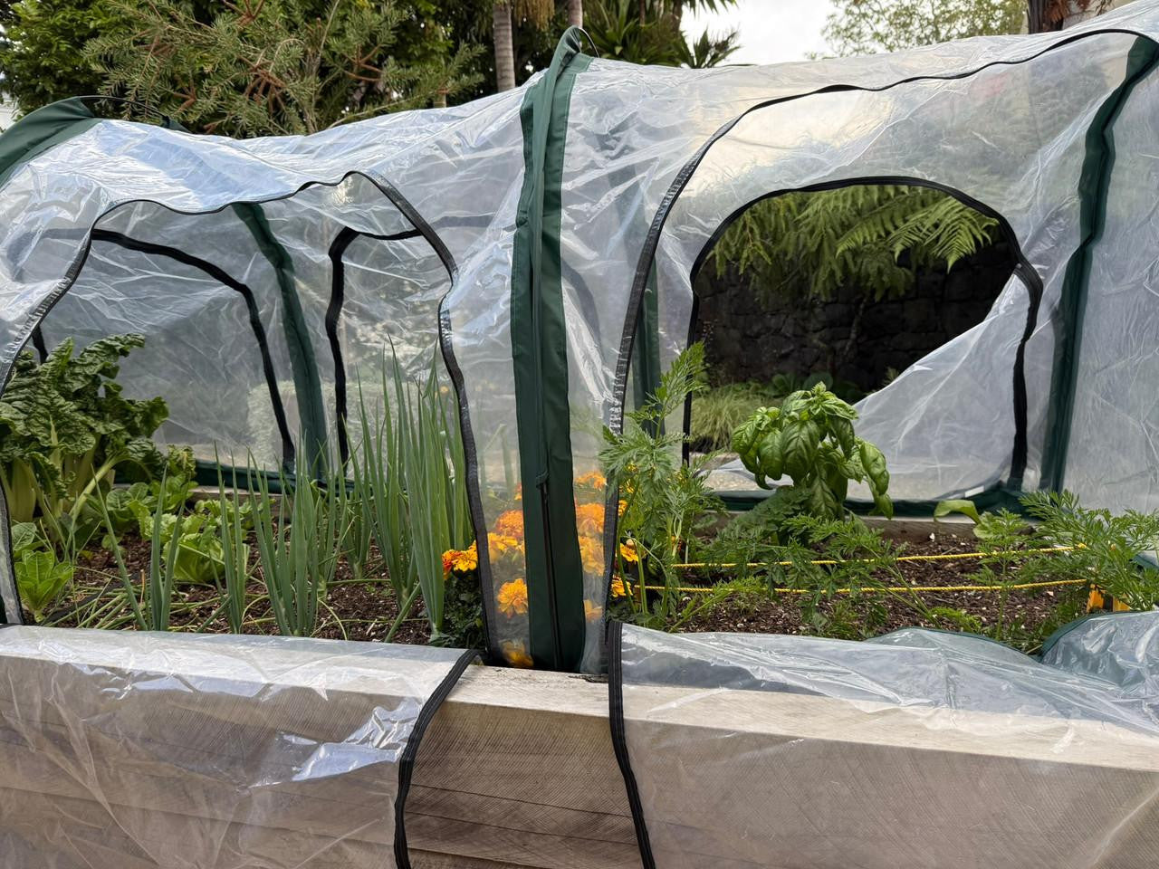 Bugg poly tunnel with four openings, measuring 2.5m by 1m by 1m, featuring transparent plastic cover and sturdy frame.