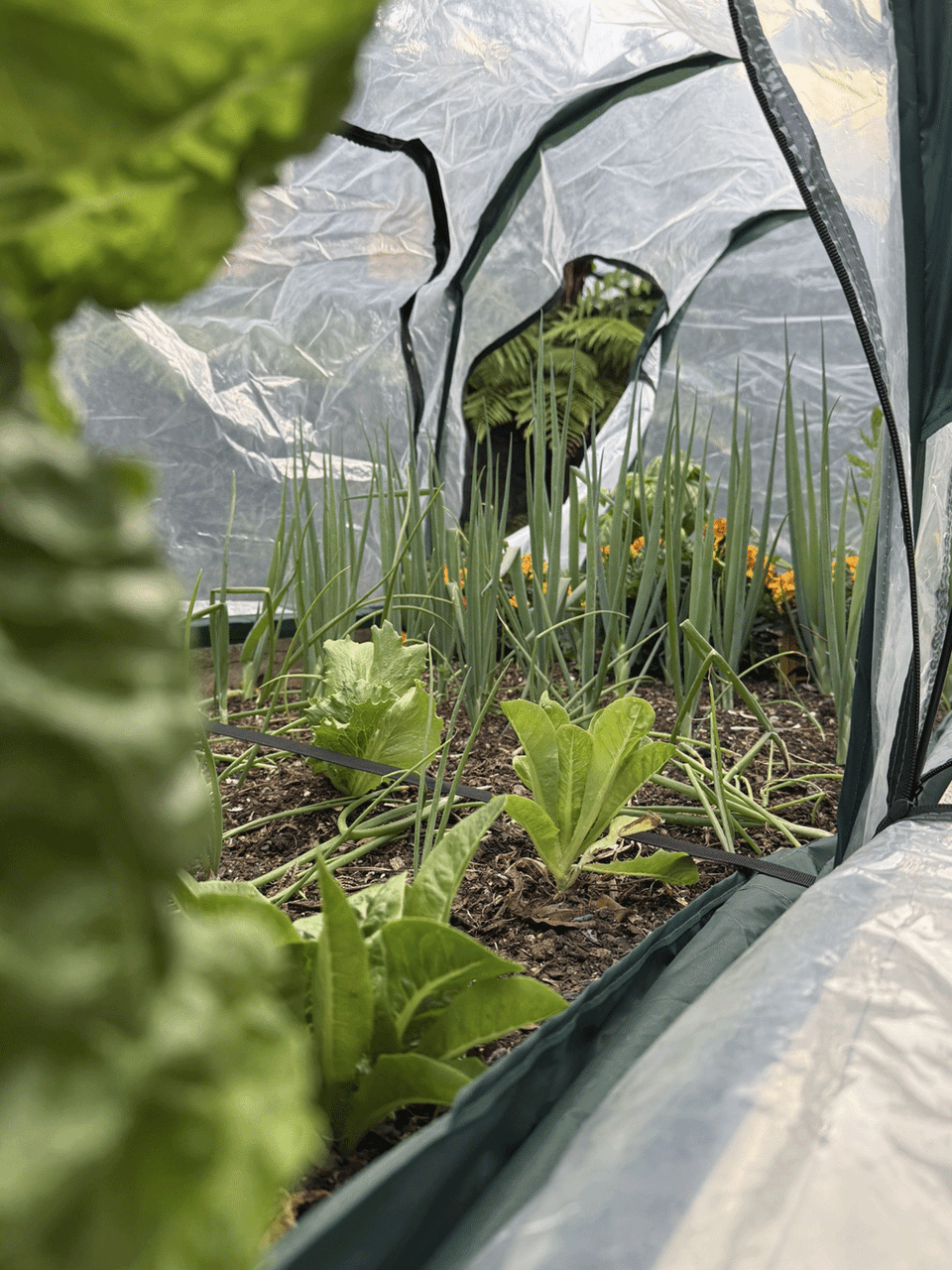 Bugg poly tunnel in 3m x 1m x 1m size with six openings, ideal for gardening or plant protection.