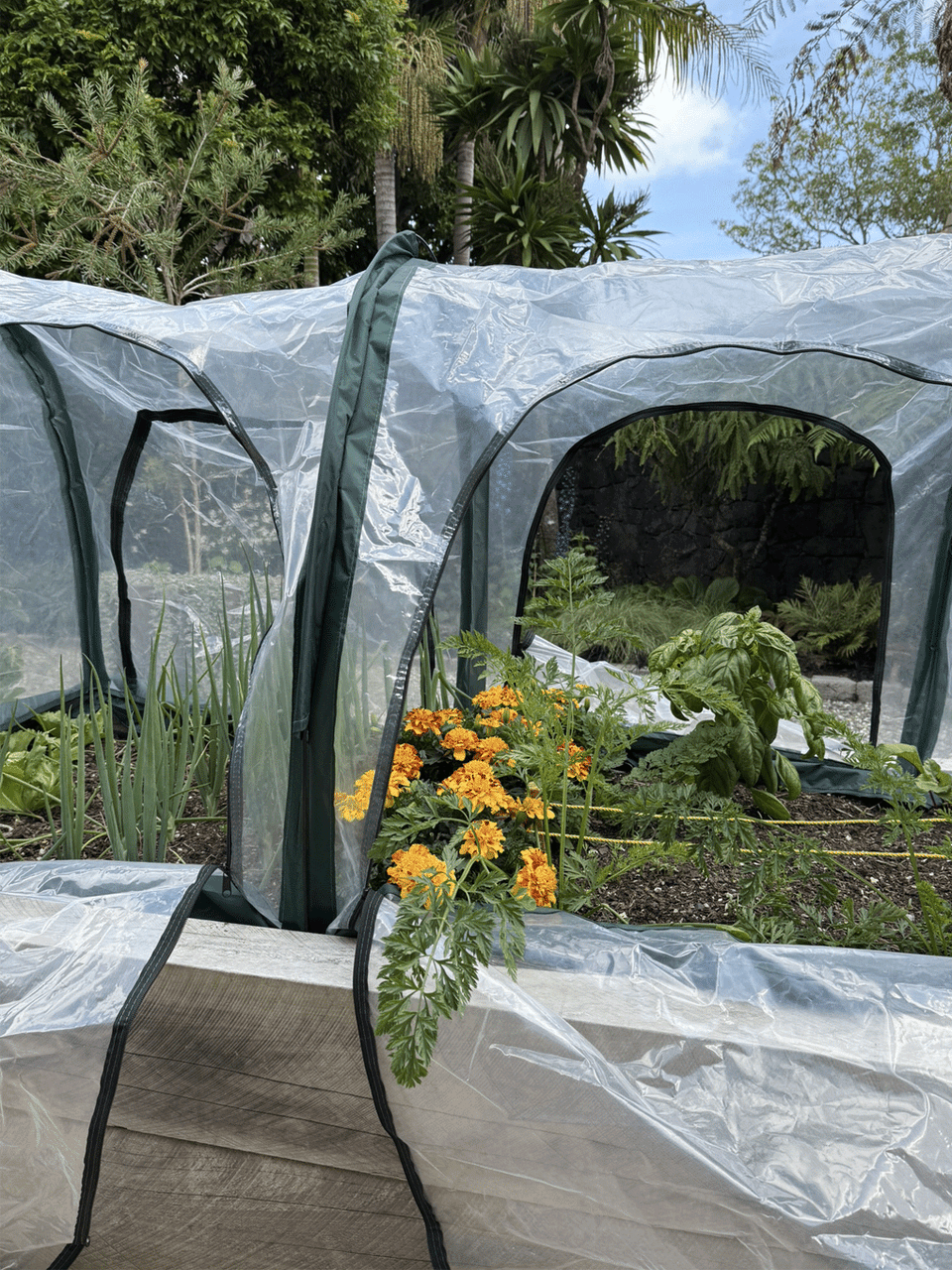 Bugg replacement poly cover for 2m x 1m x 1m poly tunnel, features four openings for ventilation and access.