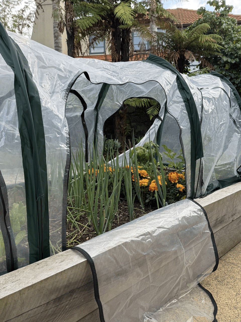Bugg replacement poly cover for 3m x 1m x 1m poly tunnel with four openings, weather-resistant plastic crop cover.