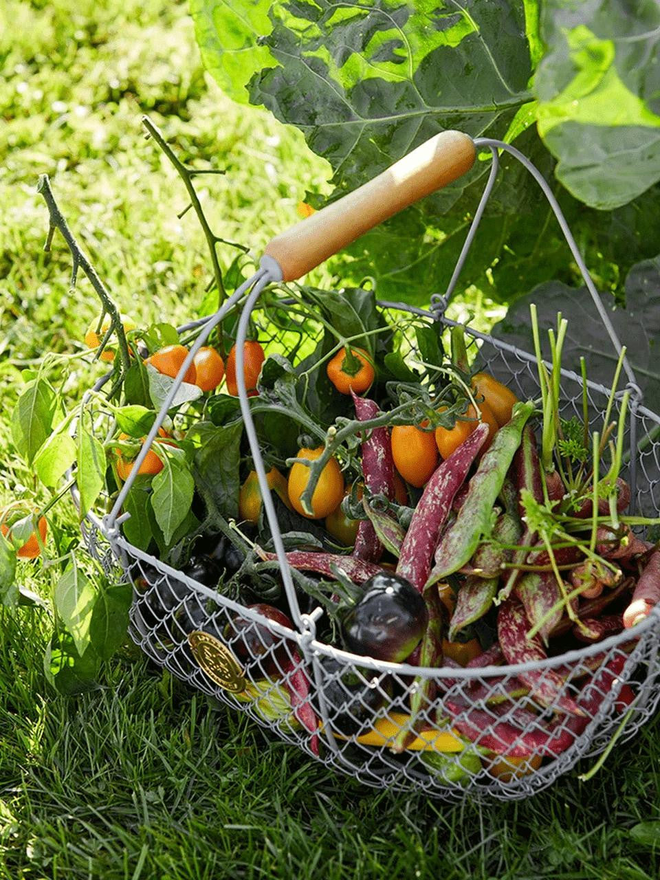 Sophie Conran harvest basket showing woven natural fibres and generous size for produce — Bugg