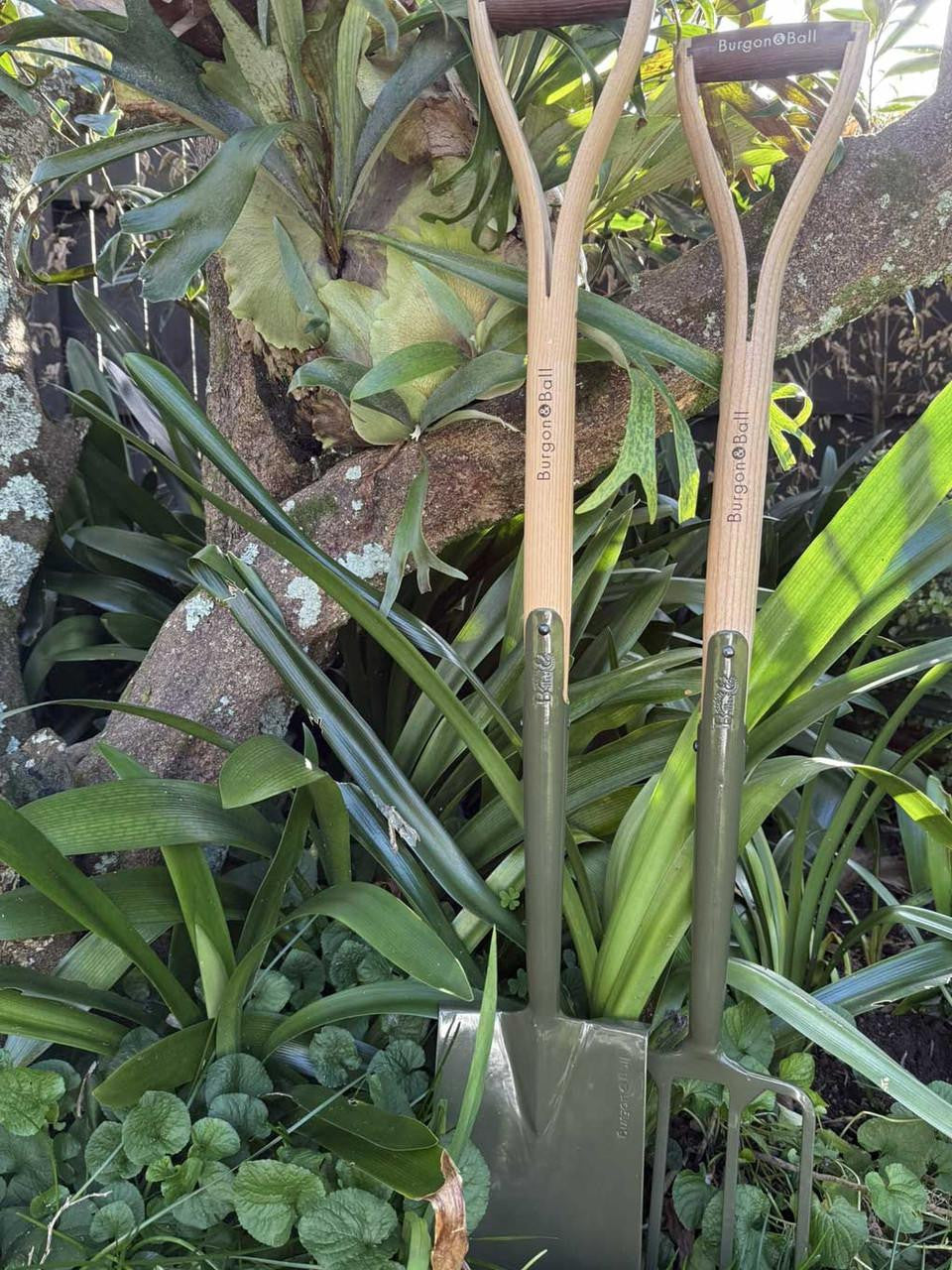 Burgon & Ball Boron Green digging fork with sturdy metal tines and a wooden handle for gardening and soil cultivation.