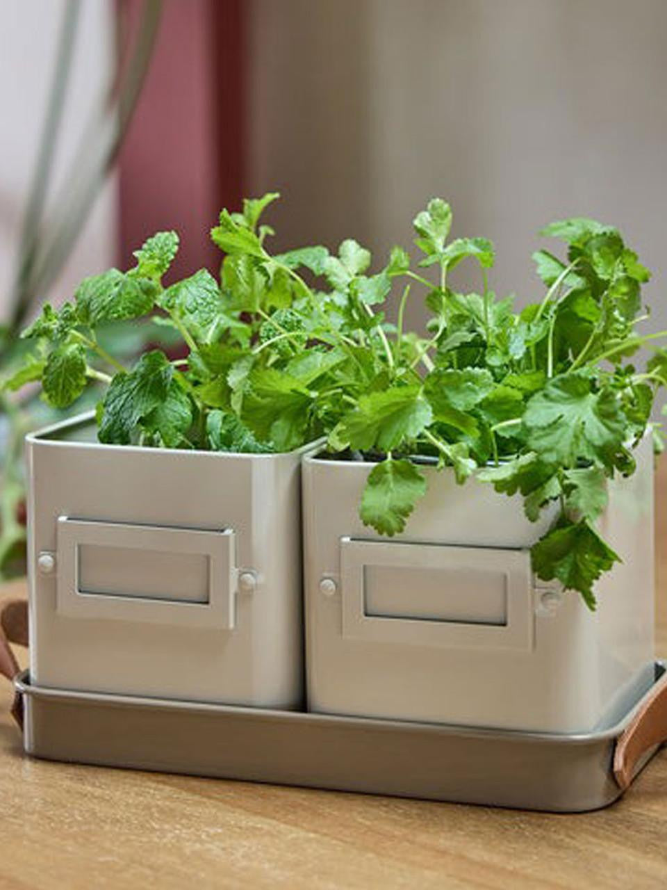 Herb pots shaped like mushrooms by Burgon & Ball, featuring a charming design for indoor or outdoor herb gardening.