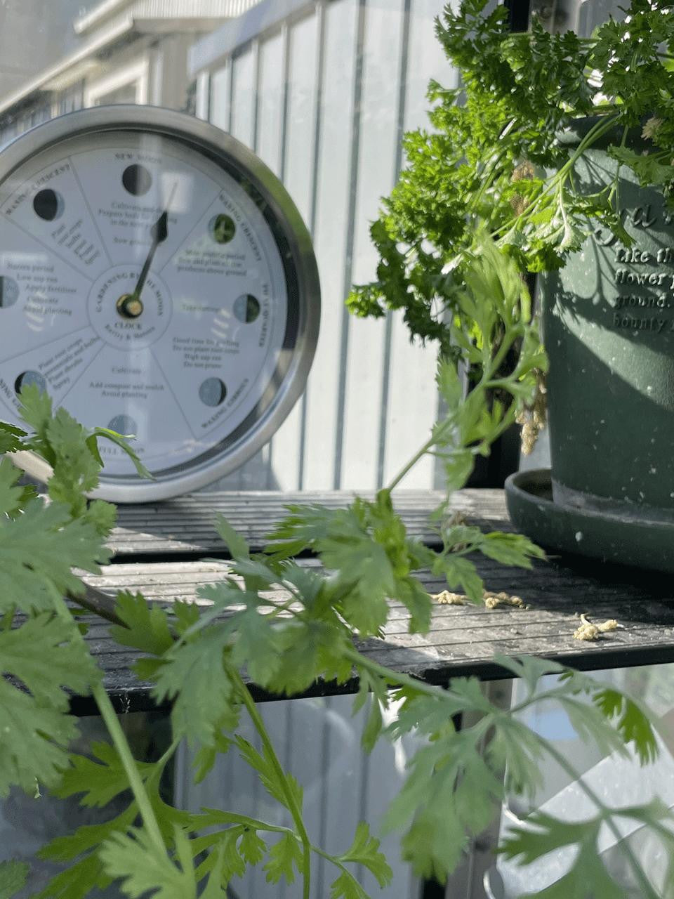 White Gardening by the Moon Clock by Cruising Electronics, showing the moon phases and gardening calendar on a clean white background.