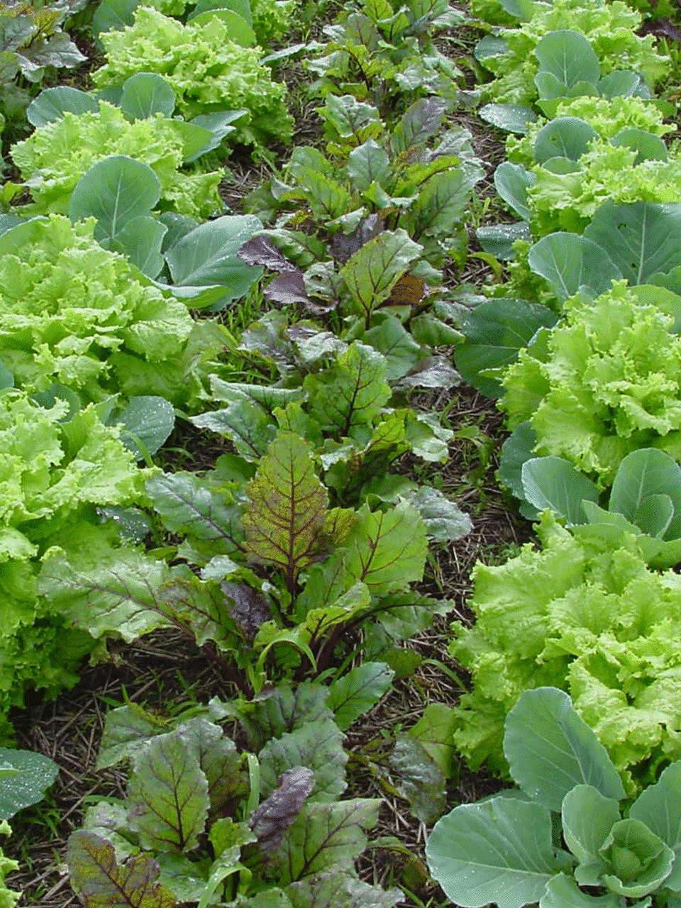 EMNZ EM1 Concentrate in a 1-liter bottle, eco-friendly microbial solution for gardening and agricultural use.