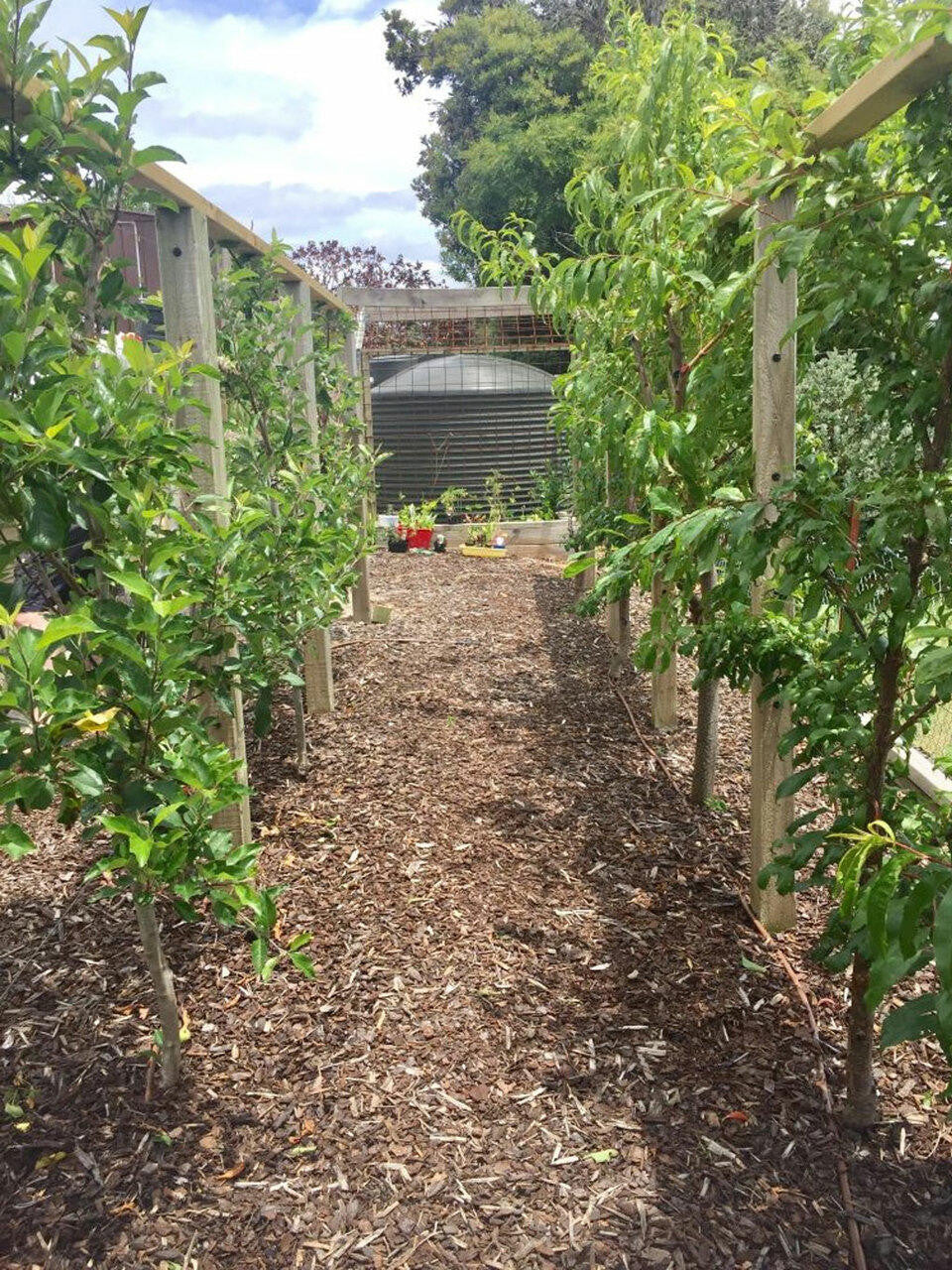 Post mounted espalier kit with wire from Espalar, featuring wooden posts and metal wires for fruit tree training and pruning.