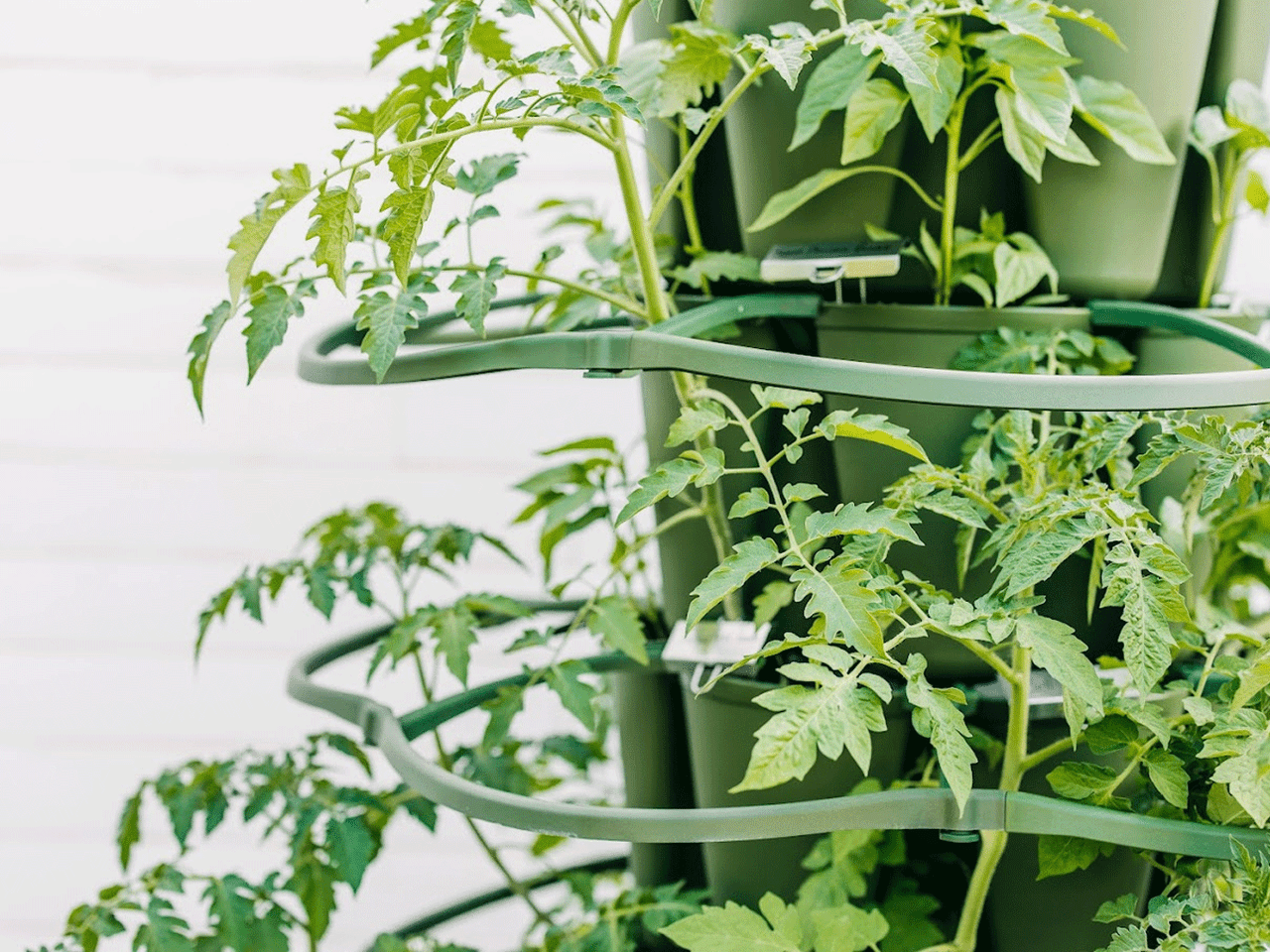 GreenStalk single plant support showing a sturdy green stake with adjustable clips for supporting garden plants and vegetables.