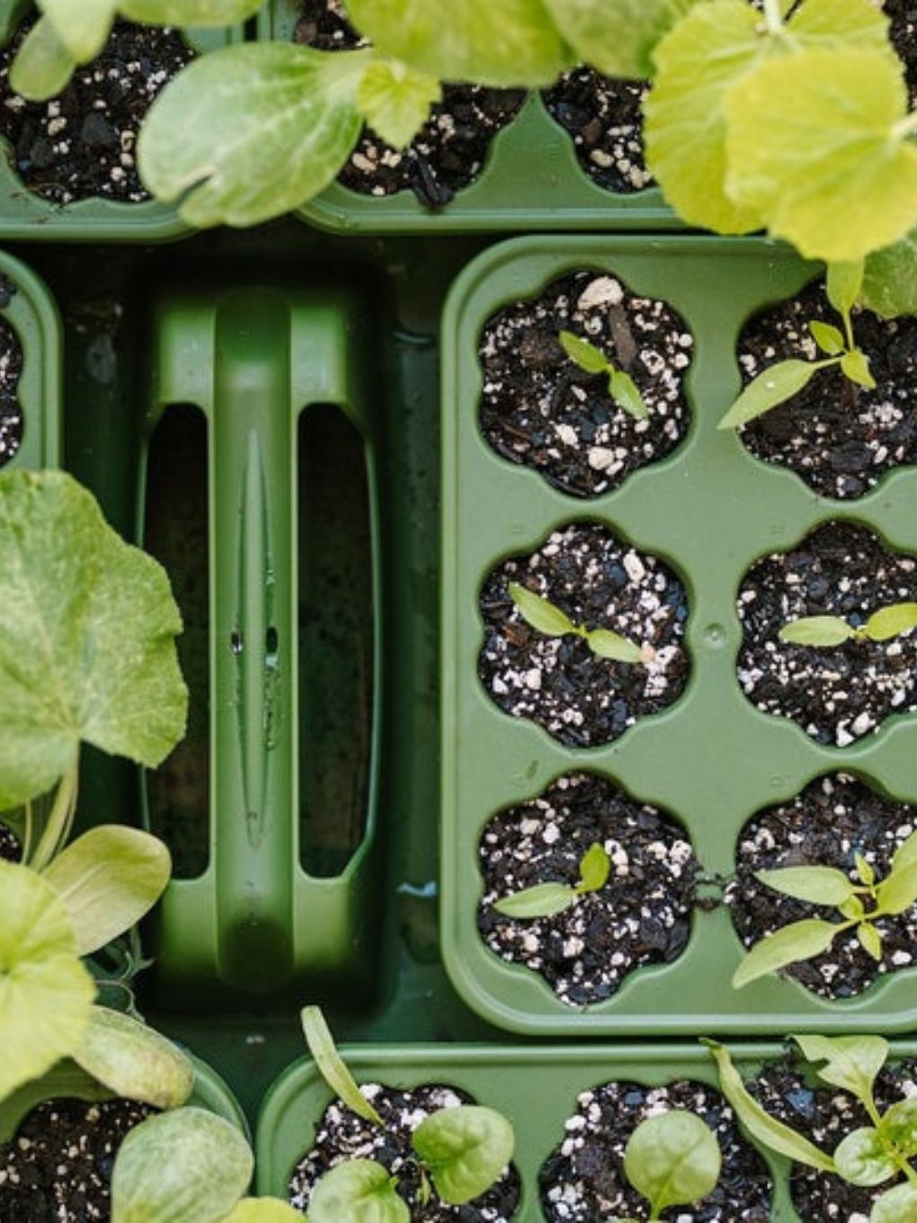 GreenStalk Seed Starter Kit with domes for planting seeds, featuring an evergreen design for healthy indoor seed germination.