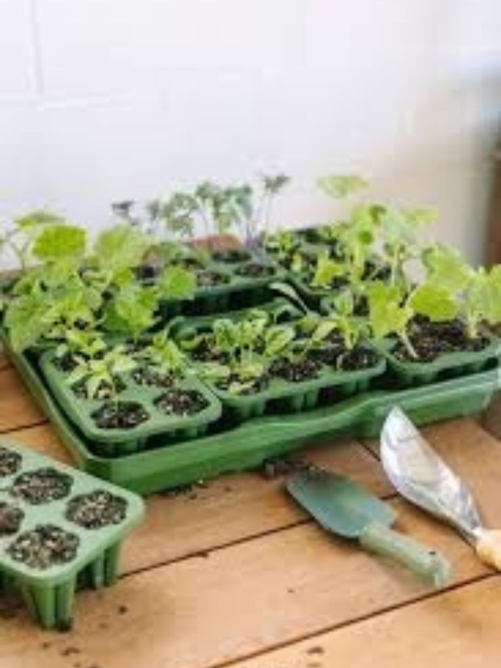 GreenStalk seed starter kit with clear domes for germination, featuring an evergreen plant theme for indoor gardening.