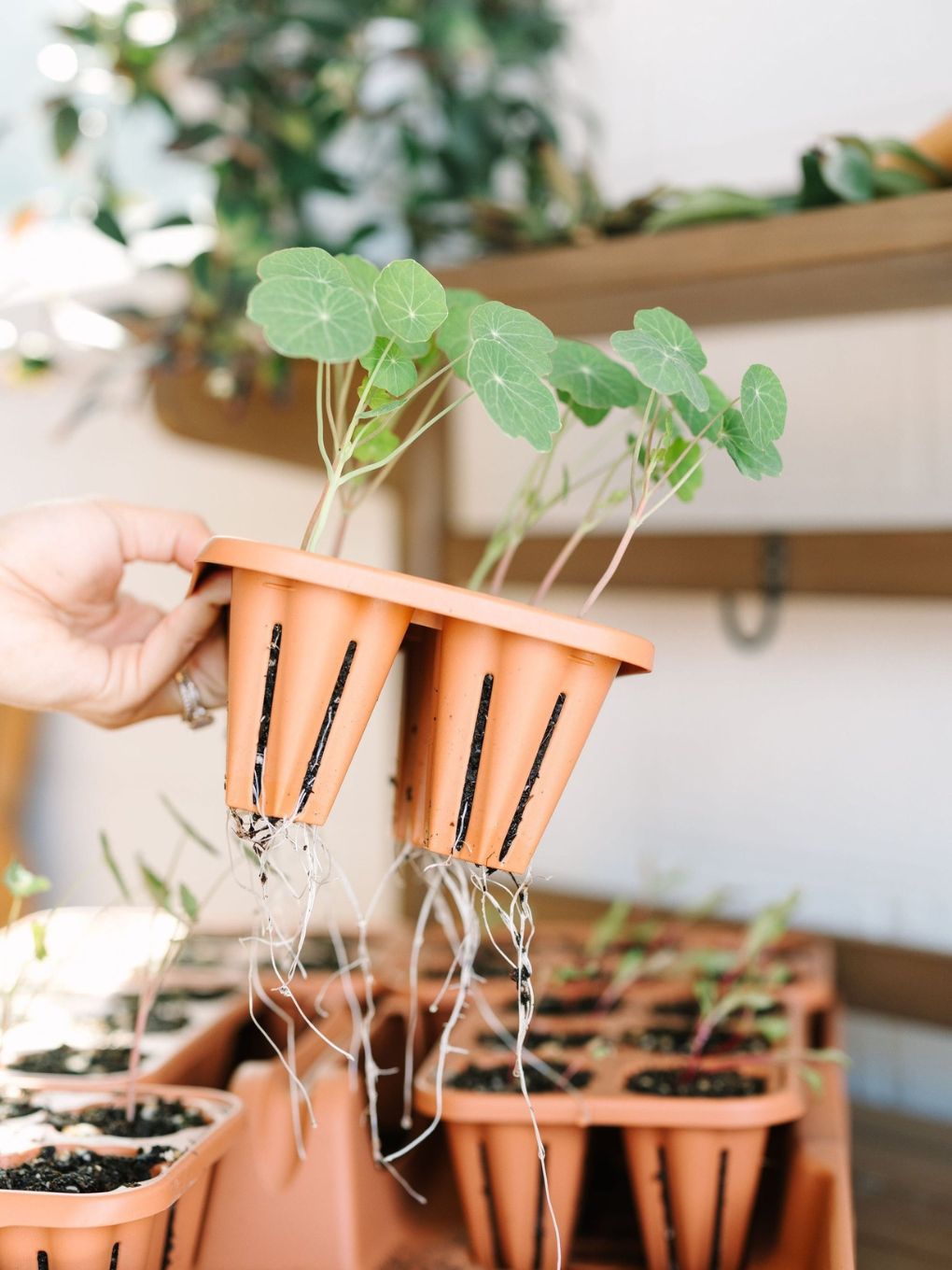 GreenStalk Seed Starter Kit with terracotta domes, includes seed trays and domes for easy indoor planting and germination.